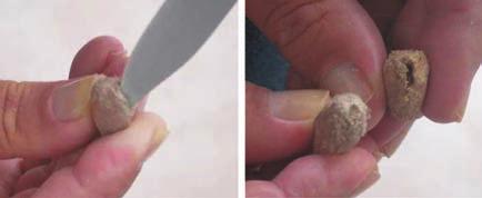 Enxerto em brotação de muda de mangueira no saquinho (); enxerto brotado fora do saquinho (); enxerto com 35 dias