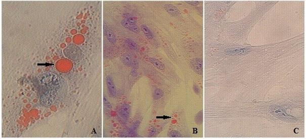 Isolamento e caracterização... Figura 2. Diferenciação adipogênica de células-tronco mesenquimais do tecido adiposo de cão.
