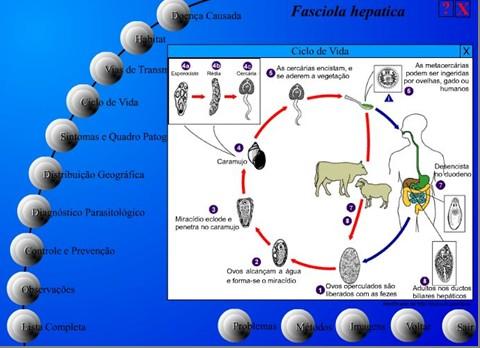 Figura 7 - Tela da Fasciola hepatica, da seção da seção Biologia dos Parasitas, opção Ver Esquema, detalhe do item Ciclo de Vida.