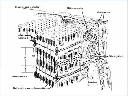 Estas têm a forma de W e se distribuem desde a superfície até a coluna vertebral, com maior inclinação Figura 2 Corte celular em pescado; 2006 conforme a classe do peixe.