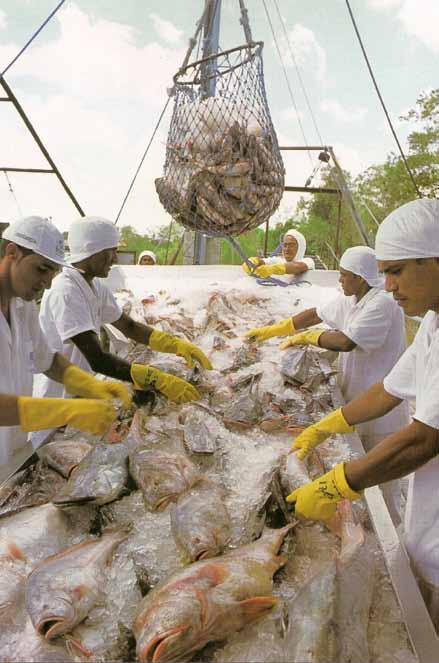 processamento Resfriamento Uso do gelo é peça-chave na conservação do pescado Marília Oetterer, Luciana Kimie Savay-da-Silva e Juliana Antunes Galvão* Desde tempos remotos, o frio é utilizado para