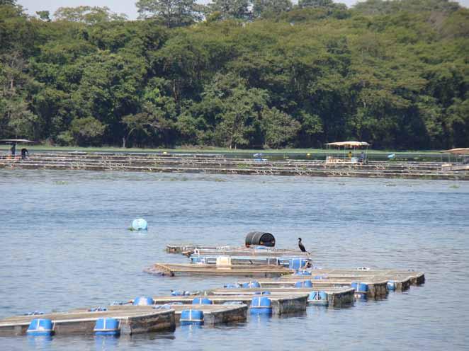 meio ambiente Tabela 1 Principais produtos utilizados no controle sanitário em aquicultura e organismo-alvo produto organismo-alvo Cloreto de sódio Permanganato de sódio Azul de metileno Formaldeído