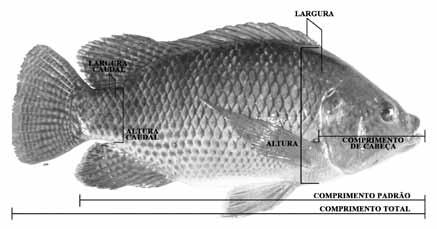 Figura 3 Medidas corporais utilizadas no programa de melhoramento genético de tilápias do Nilo Fonte: Universidade Estadual de Maringá (UEM); Maringá, PR.