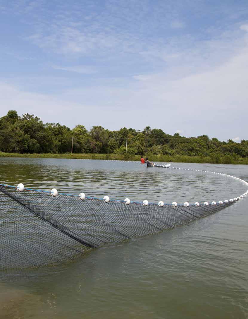 Jefferson Christofoletti/Embrapa Pesca e Aquicultura Despesca em área de cultivo;