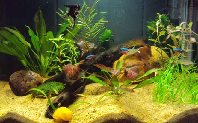 nutrição Aquariologia Alimentação é determinante na cadeia da piscicultura ornamental Leandro Portz e Welliton Gonçalves de França* Núcleo de Estudos em Ciências Aquariológicas UFPR.