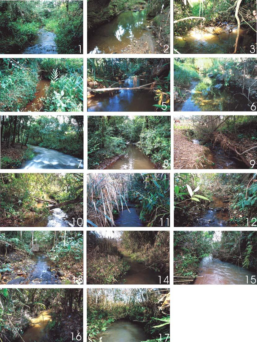 12 Figura 5. Vistas dos pontos médios dos 17 trechos de riachos amostrados na bacia do Rio Paranapanema.