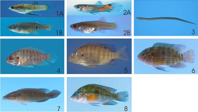 macrurus, LIRP 2815, 180,6 mm; 3) Gymnotus cf. carapo, LIRP 2859, 196,4 mm; 4) Gymnotus cf. inaequilabiatus, LIRP 2861, 84,1 mm; 5) Gymnotus cf. sylvius, LIRP 2841, 134,1 mm; 6) Gymnotus sp.