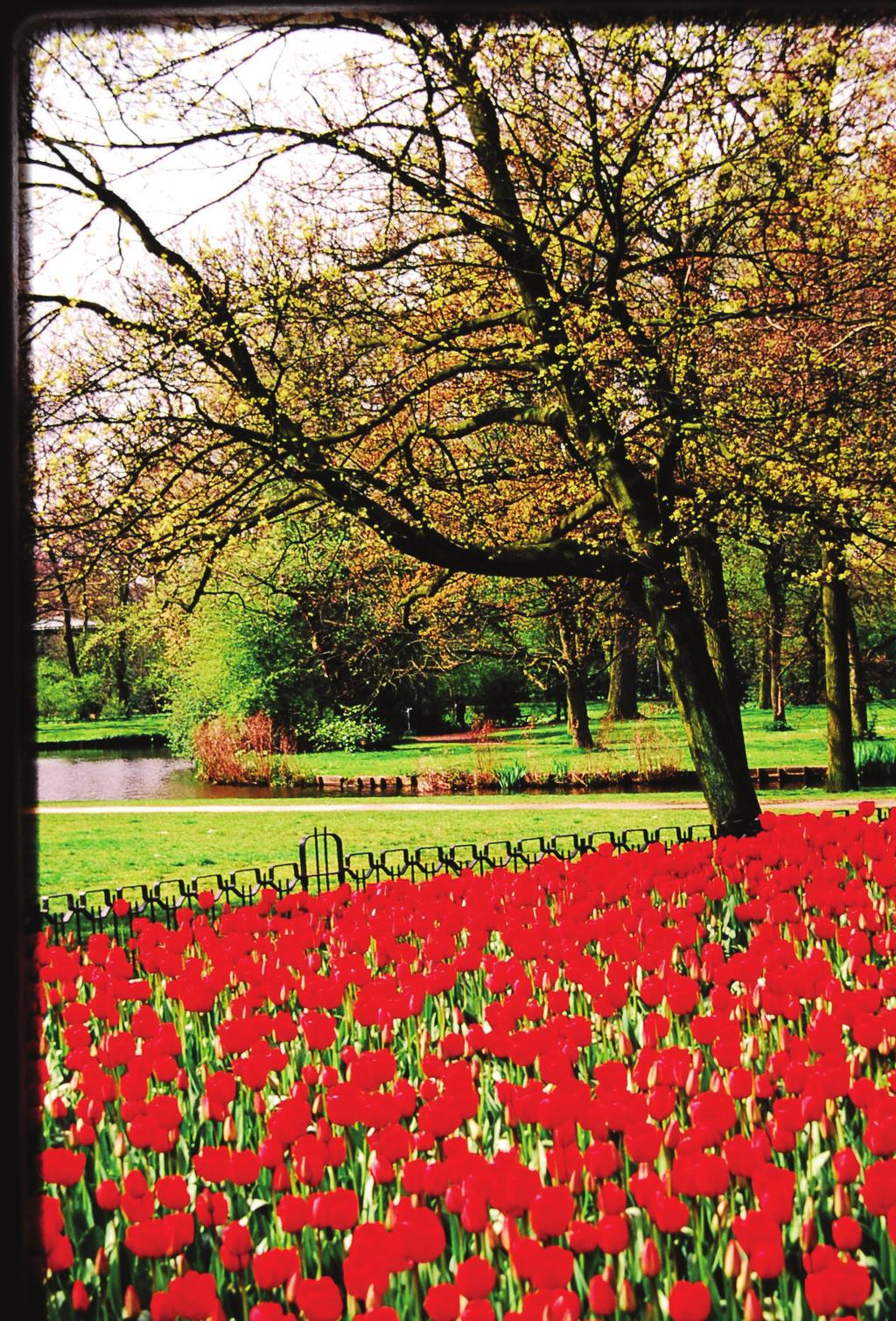 A primeira semana foi um tempo isolado no calendário dos horrores. Tempos de turismo. Foi quando passeamos em um campo de flores. Uma imensidão de coloridos. Nada ali parecia real de tão bonito.