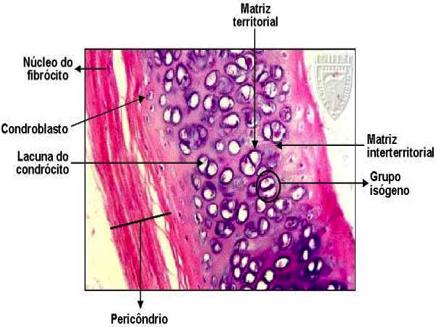 Biologia Tecidos Conjuntivos Prof. Enrico Blota vertebral.