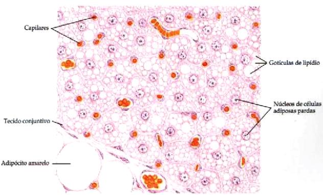 Outros tecidos adiposos preenchem espaços entre órgãos internos, como o espaço em torno dos rins, são reserva energética, isolante térmico e também proteção contra choques mecânicos. 2.