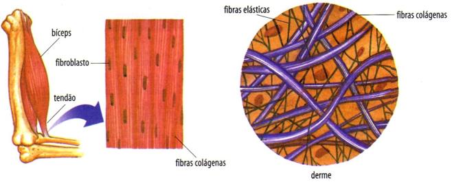 grau de compactação, o que lhe confere alta resistência e pouca elasticidade. É o caso dos tendões (que ligam músculos aos ossos) e dos ligamentos (que ligam os ossos entre si).