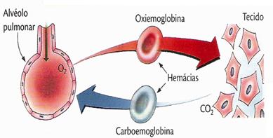 O sangue também participa ativamente da regulação hídrica ácido-básica (constância do ph) e osmótica, mantendo-se em isotonia com os demais tecidos.