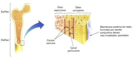 Biologia Tecidos Conjuntivos Prof. Enrico Blota As plaquetas (ou trombócitos) e a coagulação Tecido ósseo O tecido ósseo tem a função de sustentação e ocorre nos ossos do esqueleto dos vertebrados.