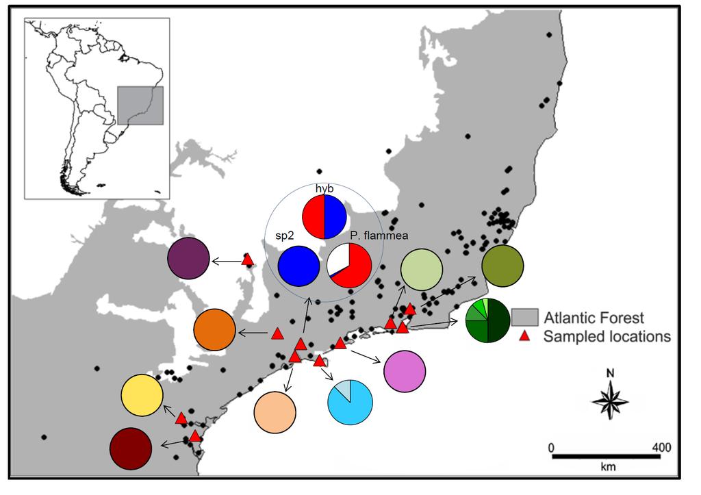 Figure 4. Map showing haplotypes from Pitcairnia flammea populations.