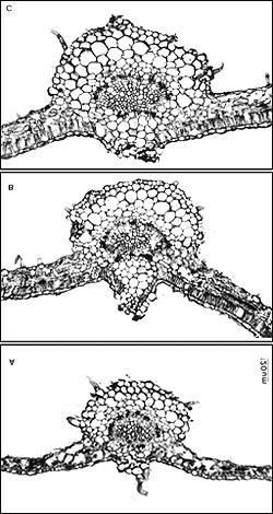 Figura 5 - Seções transversais de folíolos laterais da quarta folha adulta de plantas de Lycopersicon esculentum Mill. cv.