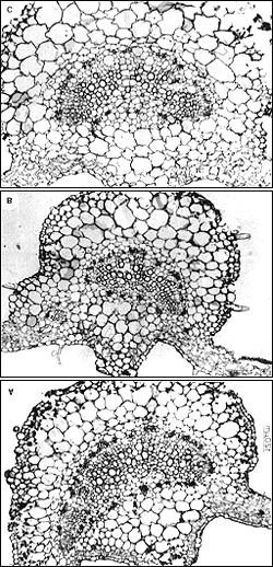 Figura 6 - Seções transversais da nervura principal dos folíolos laterais, da quarta folha adulta, de plantas de Lycopersicon esculentum Mill. cv.