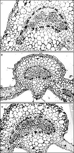 Figura 7 - Seções transversais da nervura principal dos folíolos laterais, da quarta folha adulta de plantas de Lycopersicon esculentum Mill. cv.