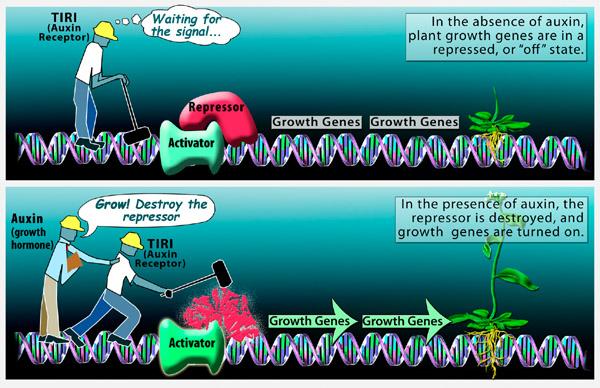 Auxin works in a cell by binding specifically to a protein called TIR1.