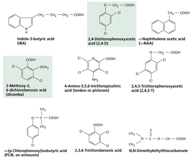Estrutura de algumas auxinas sintéticas. A maioria destas moléculas é usada como herbicidas na agricultura.