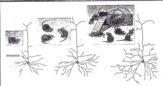 Processo de corticalização O cérebro inferior (subcortical) do recém-nascido está bem