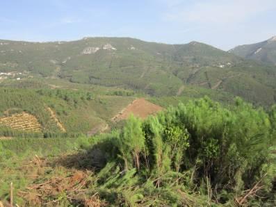 2. Preparação do terreno (cont.