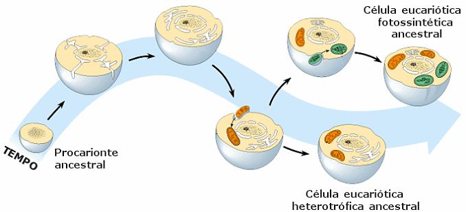 HIPÓTESE ENDOSSIMBIÓTICA OU SIMBIOGÊNICA - 2 e 1,9 bilhão de anos atrás; - Mitocôndrias: respiração celular; -