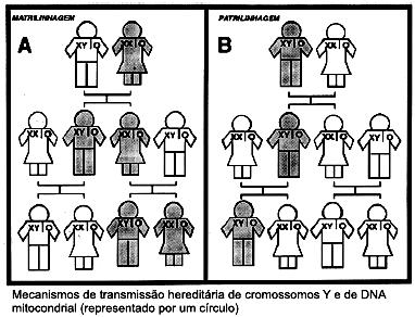 35. O esquema a seguir ilustra o processo de formação dos gametas a partir de células germinativas, o que ocorre em indivíduos humanos do sexo masculino (espermatogênese).