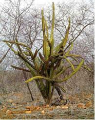 A caatinga ( mato branco ) é uma extensa região do nordeste brasileiro, que ocupa mais de 70% de sua área (11% do território brasileiro); o solo da Caatinga é razoavelmente fértil, Apesar de raso e