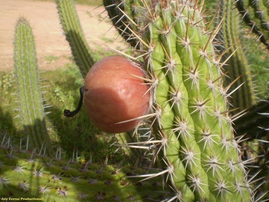 Em algumas áreas, forma-se uma mata rala ou aberta, com muitos arbustos e pequenas árvores, tais como juazeiro, aroeira etc.