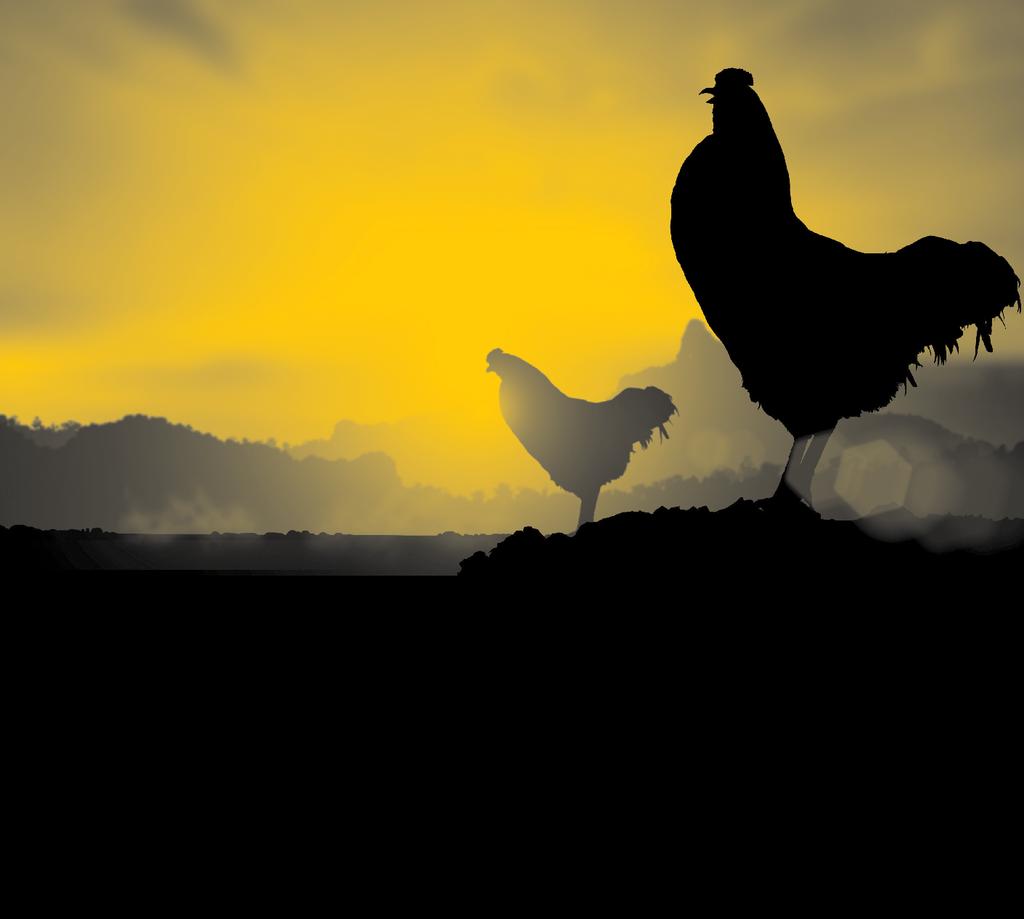 Ração para aves Ração DuFrango Inicial Ração DuFrango Crescimento Ração DuFrango