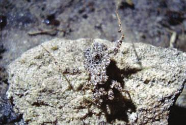 Aranha do gênero Enoploctenus sp.