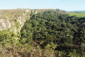 As cavernas do Parque Nacional dos Campos Gerais Recentes estudos desenvolvidos pelo Grupo Universitário de Pesquisas