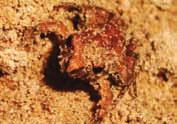 Há certos bichos quase imperceptíveis a olho nu, com poucos milímetros, como o Decapode, o Colembola e o primeiro troglóbio descrito em cavernas da