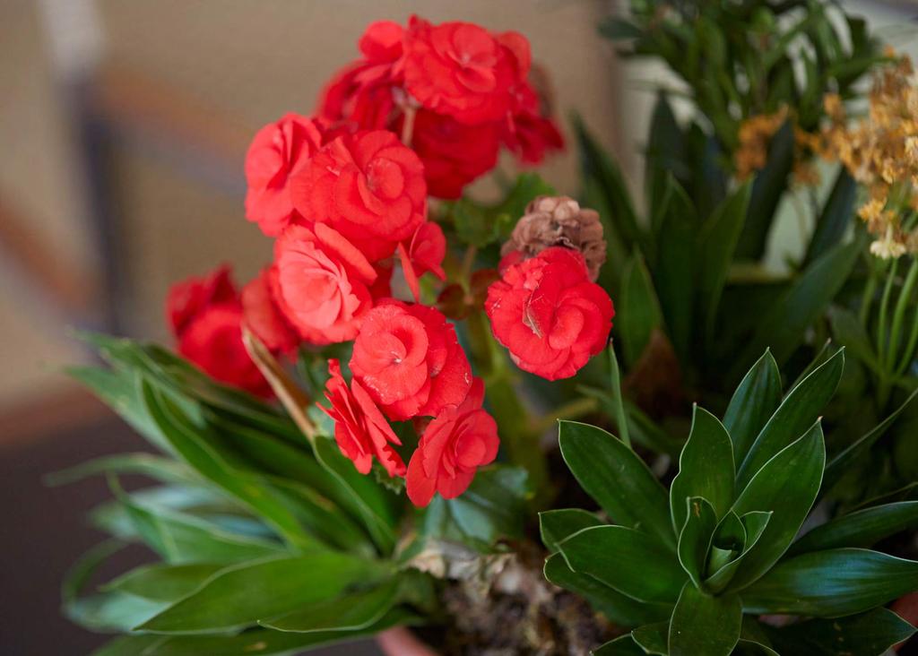 Flores de Concreto A sobriedade do mundo corporativo não resiste à mulher contemporânea. Ela não apenas passa pelo espaço: ela ocupa, domina, transforma.