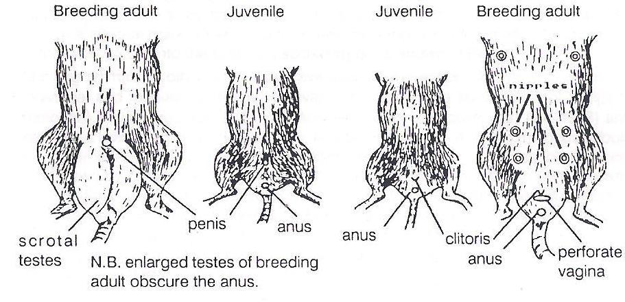 Nos roedores, a identificação do sexo pode ser difícil em animais jovens ou em animais que não tenham crias, mas é simples em adultos.