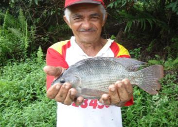 Após esse procedimento, os pescadores introduziram no viveiro escola, 600 alevinos de Tilápia nilótica, com uma biomassa inicial de 3 Kg/peixe, os quais foram alimentados