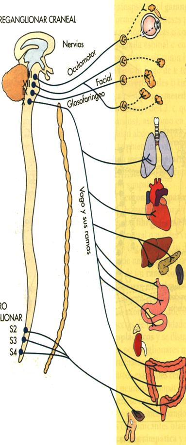 Funções do SNA Efectores Coração Vasos Tracto gastrointestinal Cápsula do baço Bexiga Órgãos reprodutores Olho Músculos traqueo-brônquicos Músculos piloerectores Glândulas exócrinas Glândula pineal