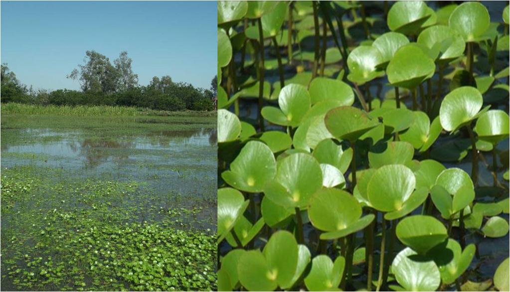 Espécies aquáticas Regnellidium diphyllum (vulnerável RS) ph 5,0