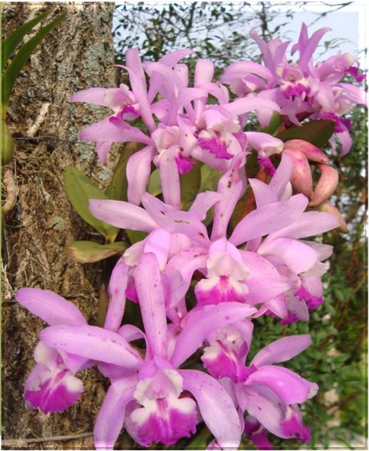 Cattleya