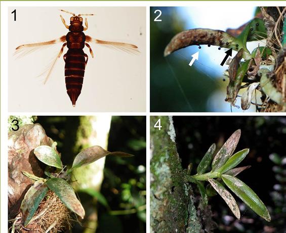 Relação das plântulas com a biota local: microrganismos insetos outras plantas