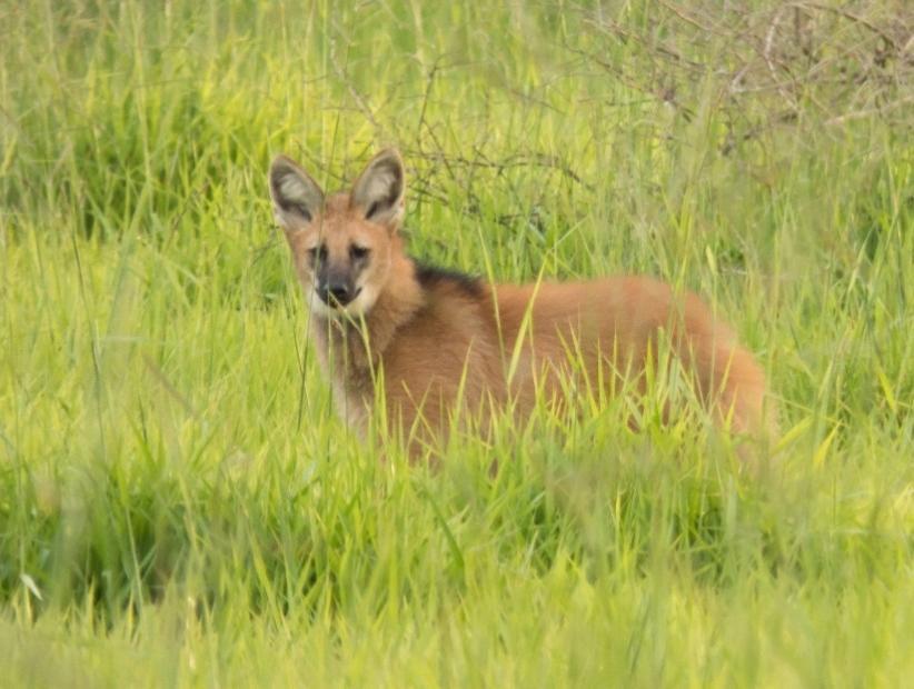 P á g i n a 250 Foto 2:.Lobo-guará Chrysocyon brachyurus (Illiger, 1815) registrado em 22/02/2016 (16 23 05,6 S 048 56 23,6 W). Autor: Felipe Mo