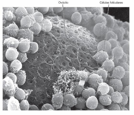 espécie-específica e, após a fecundação, também contra a polispermia.