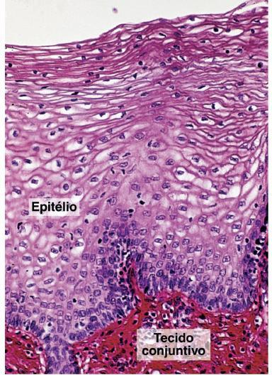 Mucosa e submucosa formam pregas ao longo do eixo longitudinal.