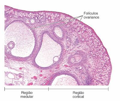 Regiões CORTICAL e MEDULAR diferenciadas: -Na região cortical, o estroma ovariano é uma rede de fibras colágenas derivadas da túnica albugínea e fibroblastos em arranjo espiral, onde existem