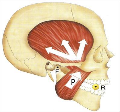 A mandíbula normalmente funciona como uma alavanca inter-potente ou de classe III, sendo que, o fulcro localiza-se no côndilo, a potência é dada pela força imposta pelos músculos masseteres e