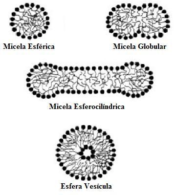 hidrogênios ligados a ele. Isso faz com que a carga positiva se disperse por vários átomos, enquanto a carga negativa está concentrada em cada oxigênio.