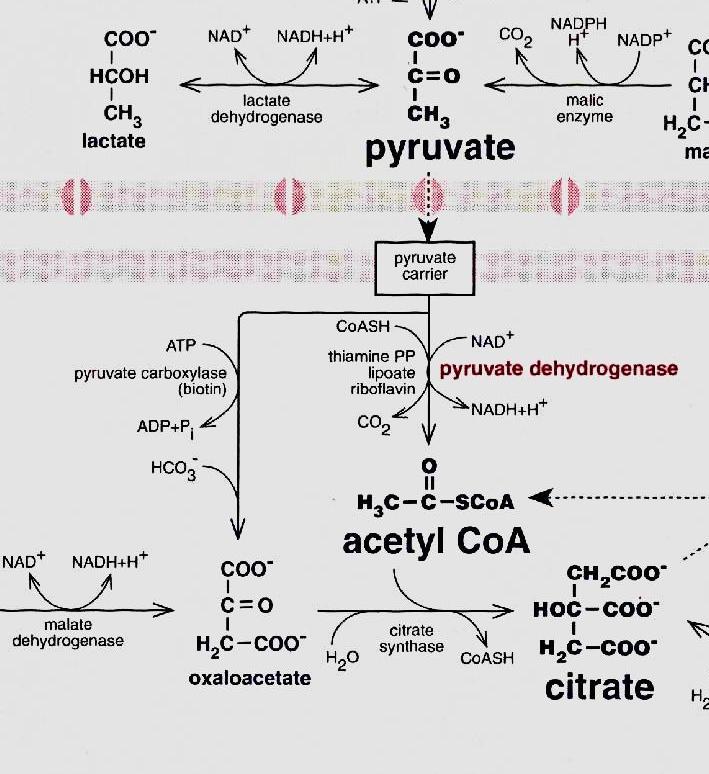 Transformação do piruvato Acetil-CoA O primeiro passo importante para ligar a glicólise ao TCA Ocorre na matriz mitocondrial piruvato é transportado para o interior da