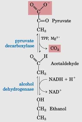 Fermentação alcoólica Leveduras e outros microrganismos Processo reversível utiliza 2 enzimas: Piruvato descarboxilase (microrganismos que fazem a fermentação alcoólica inclusive