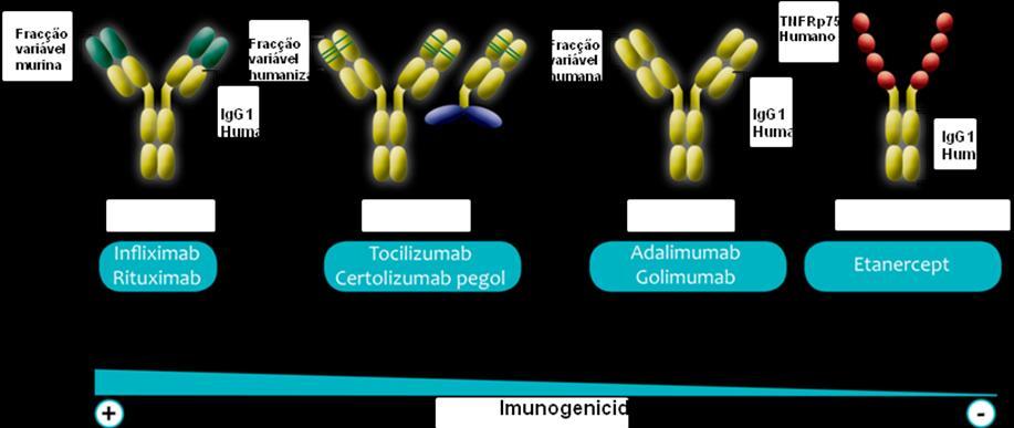 Acta Farmacêutica Portuguesa, 2014, vol. 3, n. 2 Figura 3. Características imunogénicas de alguns medicamentos biológicos (anticorpos e proteínas de fusão) (Adaptado de Robin X. e Paul S.
