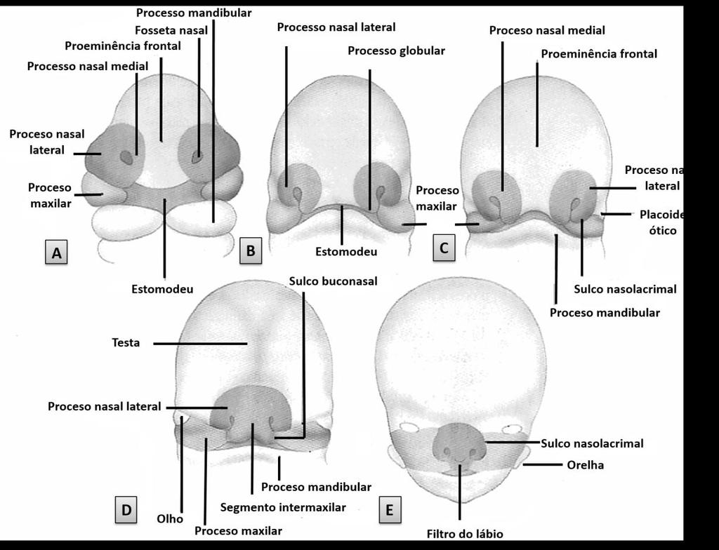 Figura 3. Estágios progressivos do desenvolvimento da face humana (adaptado de Velayos 15 ).